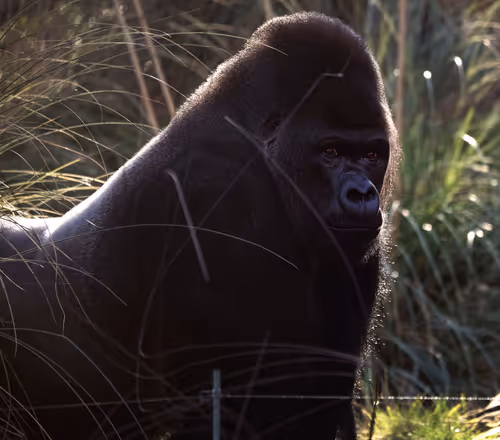 Item #96722404509651341404320943971918278257484839250108932769859130389653996175361 Media