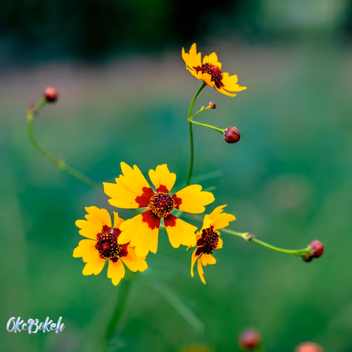 Item #30985419060957023672606833204645685316652492575224970316942919776534146318337 Media