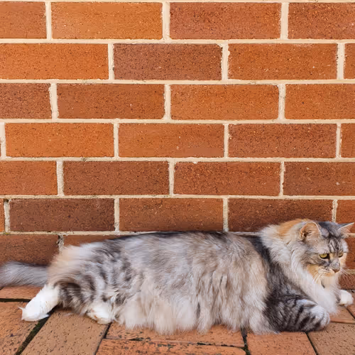 Hayley The Cat