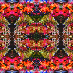 AugustBlossomHolzkram