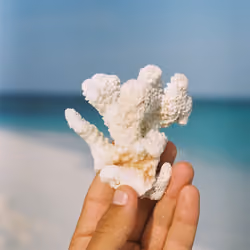 Coral #4