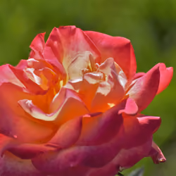 Raindrops on Roses