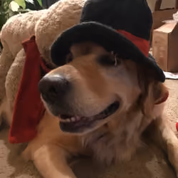 BELLA wakes up with a Hat