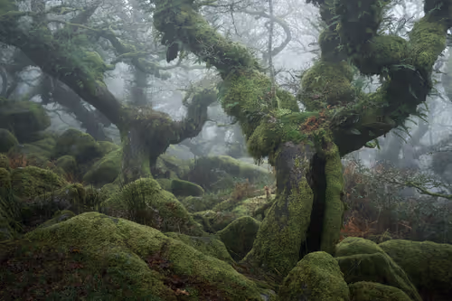 Item #72639390708267126639436568569652760193401123475841185469851730188384050610177 Media