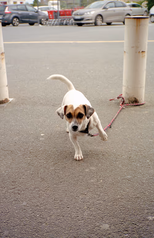 Item #64073144841343757614716512507723910140908511863865217898604629606115013820417 Media