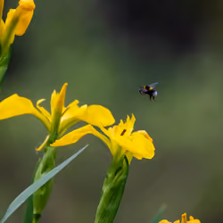 A bee hones in to land on a buttercup