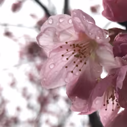 Rain on Cherry blossom