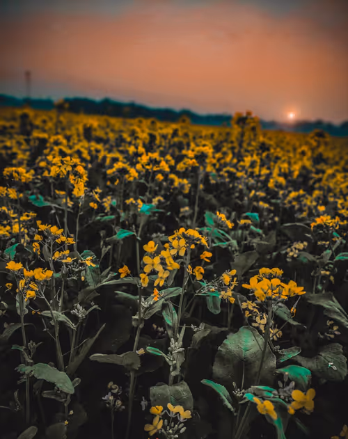 Item #21702286341688176081269265906063305008497731098328083749307492633173884403713 Media