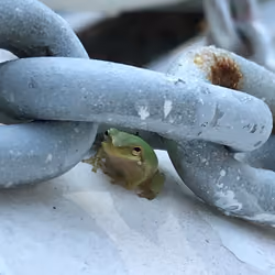 Chain Breaker