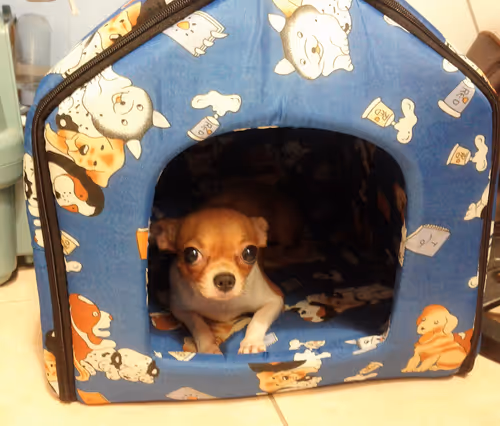 Item #15302775719274355672256911249162138837258661550744590229590932578898806833153 Media