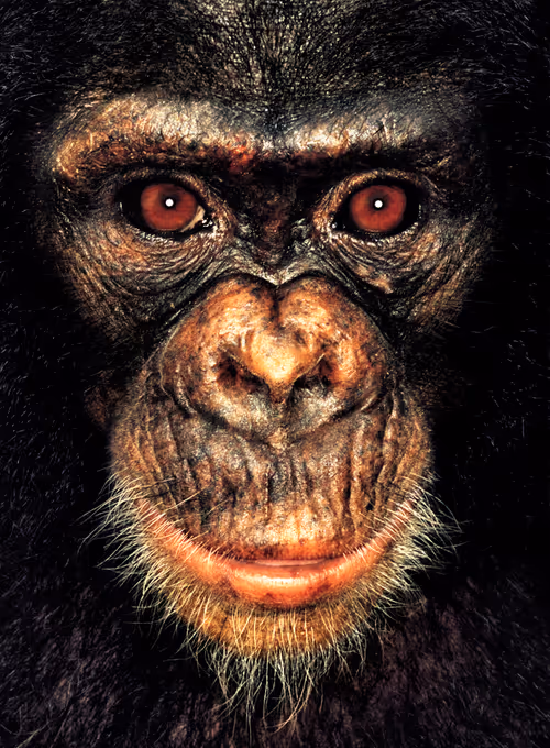 Item #109162157552346088047496633038404394118504199992061596446112929710683291910145 Media