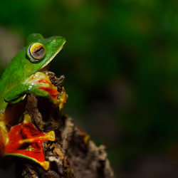 Pepe 