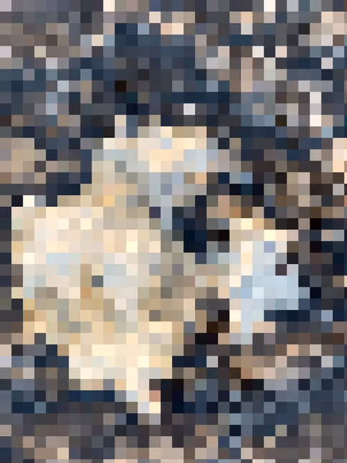 Item #2850415134272365380187775685678842410458265265709128331682257618425956270081 Media