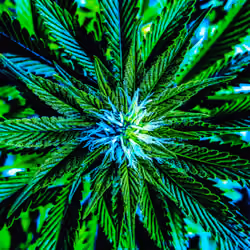rikithedragon // kimbo kush