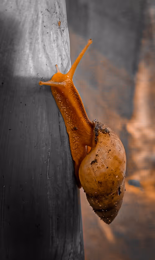 Item #100623597699185972117634152426257086228812849295265743593256980206282791190529 Media