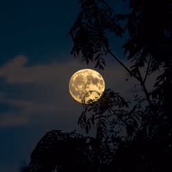 Buck Moon