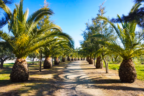 Item #441581999741352139590213475612264394503084995264347299690386672489357901825 Media