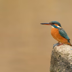 Common kingfisher