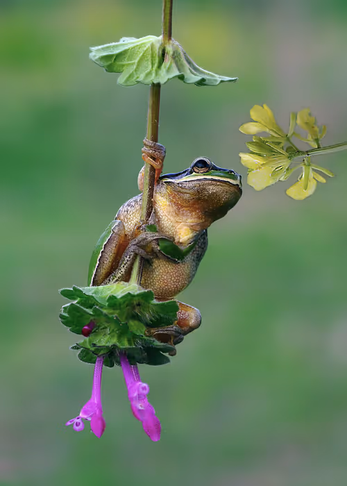 Item #46489417000291226803390193278171395337984998557476228483069898608540324462593 Media