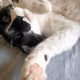 Sofia (cat)