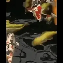Nishikigoi koi fish