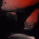 110527105663294797787994242395631038539873187320311938909058540793526354968577
