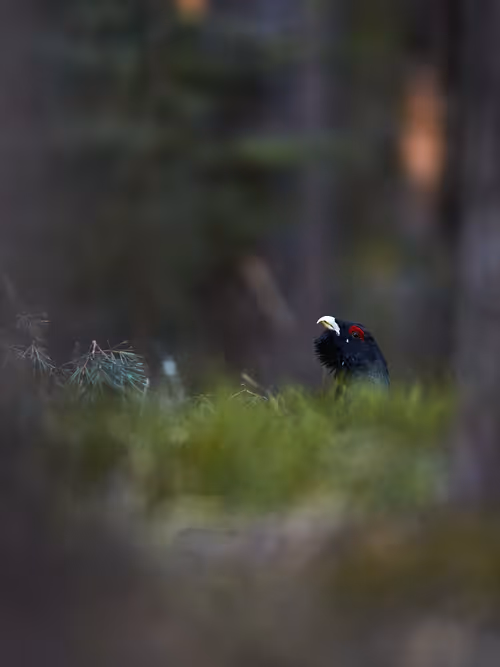 Item #38839638016567787645850386544013293643521983549526356004596178357540637114369 Media