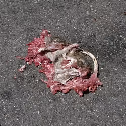 RAT Singaporean Style