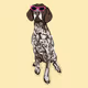 DiggetyDog.022-German Shorthaired Pointer