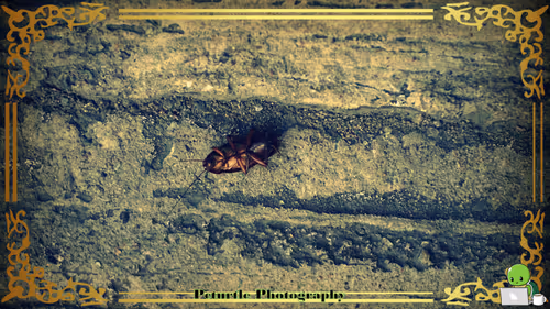 Item #63688176006920298669738405398310368792609774011425620877012057981356959858689 Media