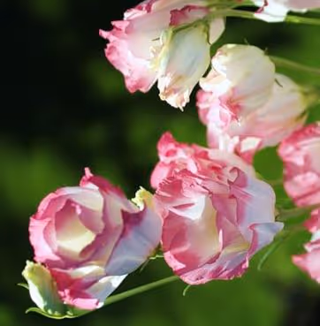 flower 20