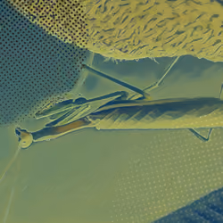 California mantis