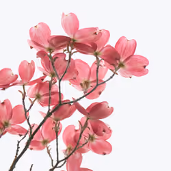 Pink Dogwood