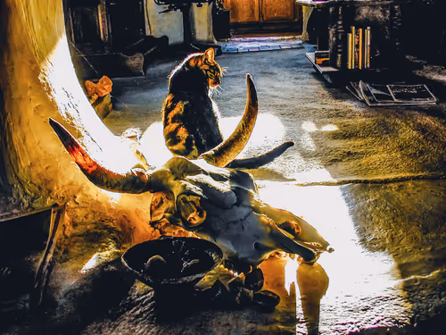 Item #69779279793312991240489662721218422936190169407892673104950858345967125528577 Media