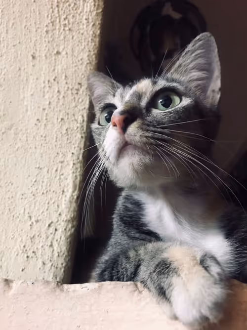 Item #37557348177195186835217714998434459120145873292752864440401344891767794696193 Media