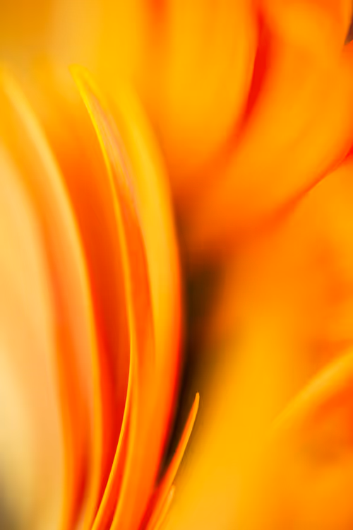 Item #24632583837492670092599633934589483131746797002802219579488358125043357581313 Media