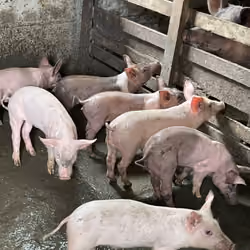 Local livestock