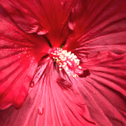 Hibiscus "Cranberry Crush"