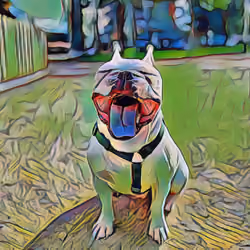 #09 Don - French Bulldog 1/1