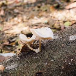 Magic Fungi for New Life - New Tenants
