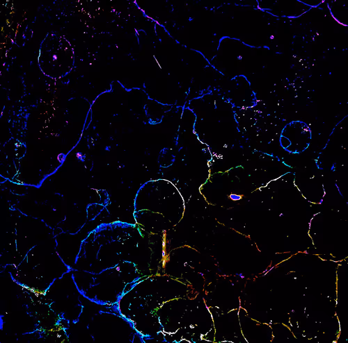 Item #72256936060036278923331537561005506622264708892264959040134690050951643922433 Media