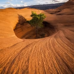 Immortal tree #24