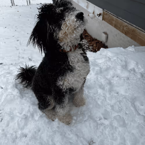Archie the bernedoodle