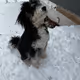 Archie the bernedoodle