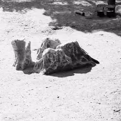 The sacrificial stone #1