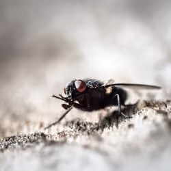 #28, House Fly