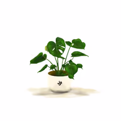 Monstera Deliciosa