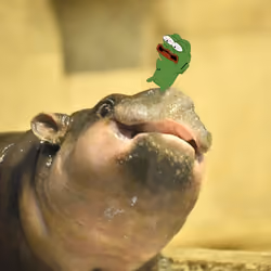 Hippo wants a closer look