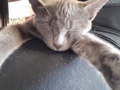 Item #65060042108644582213581044861185257921099202751223028038730296725770680139777 Media