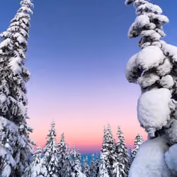 #194 wintersky